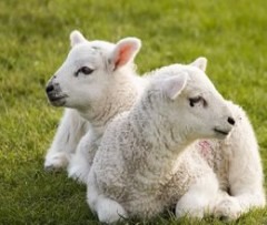 mielul de paste de vanzare pe internet-108