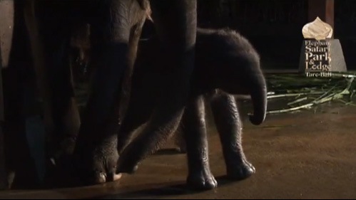 elefant elefant