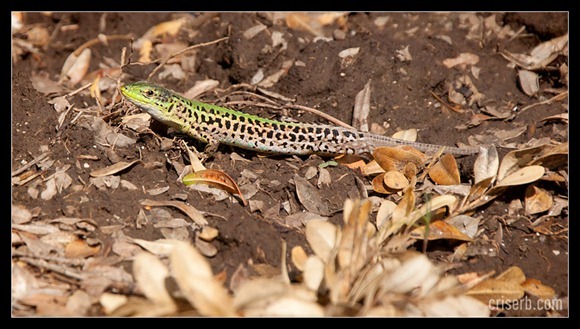soparla soparla