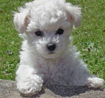 bichon-frise-puppies bichon-frise-puppies