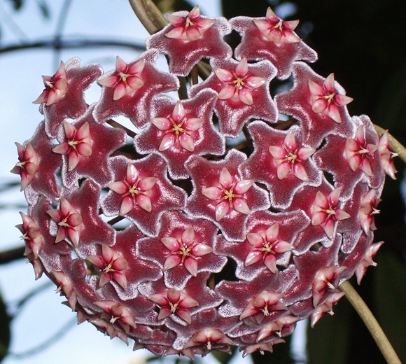 Hoya pubilyx  Hoya pubilyx