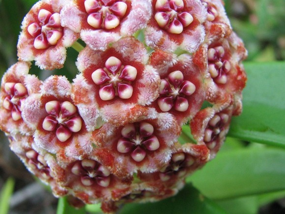 Hoya1small Hoya1small