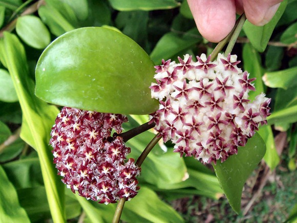 HoyaErythrostemma HoyaErythrostemma