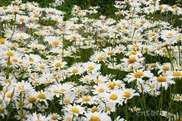 DSC_3060 DSC_3060