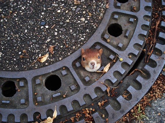 YE Germany Slippery Squirrel